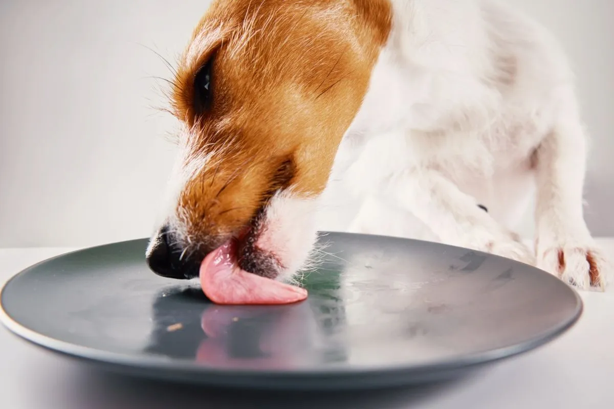 De verborgen gevaren van een hond die je bord likt