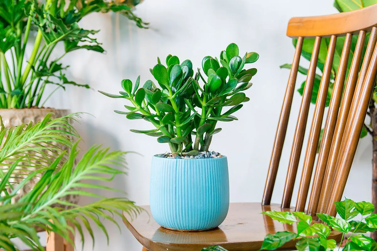 De veelzijdige charme van de jade plant