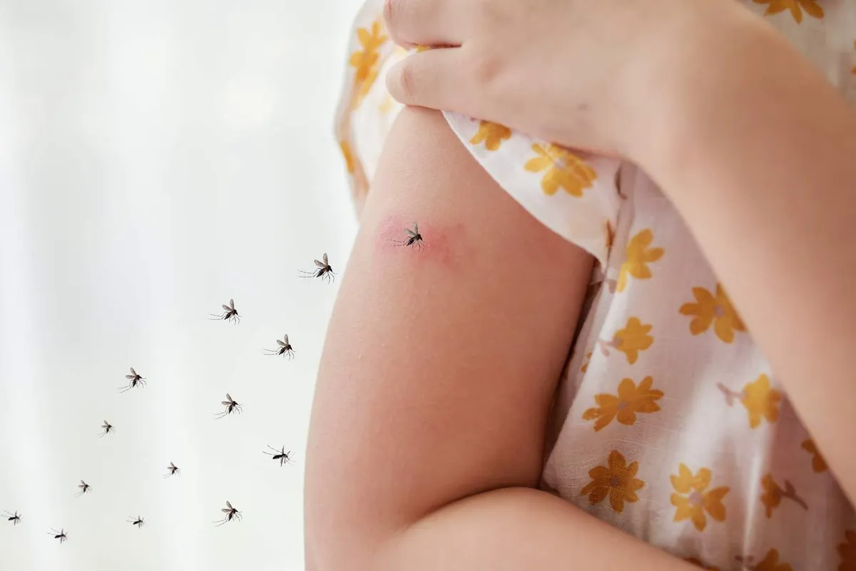 Waarom muggen ons in de zomer lastigvallen