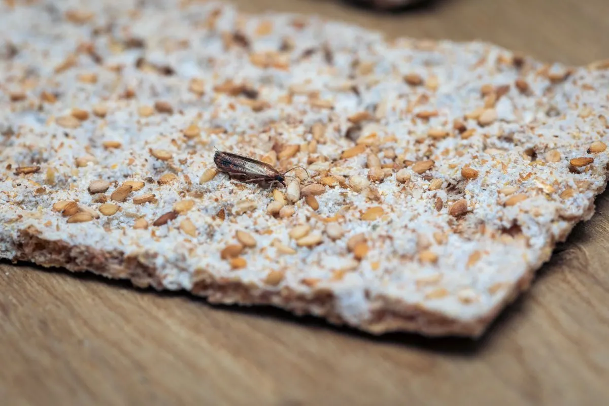 De opmars van de rijstkever: een vervelende bezoeker in de keuken