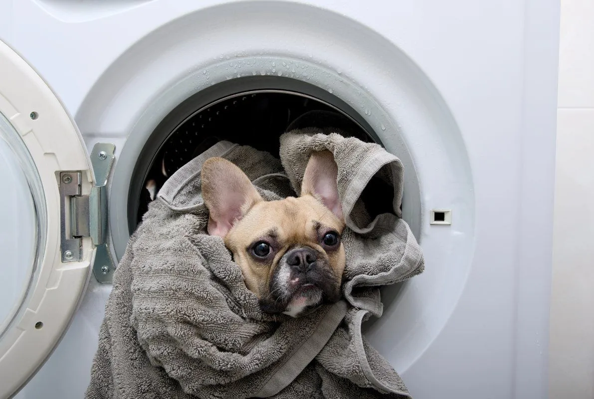Waarom je na het wassen de deur van je wasmachine open laat